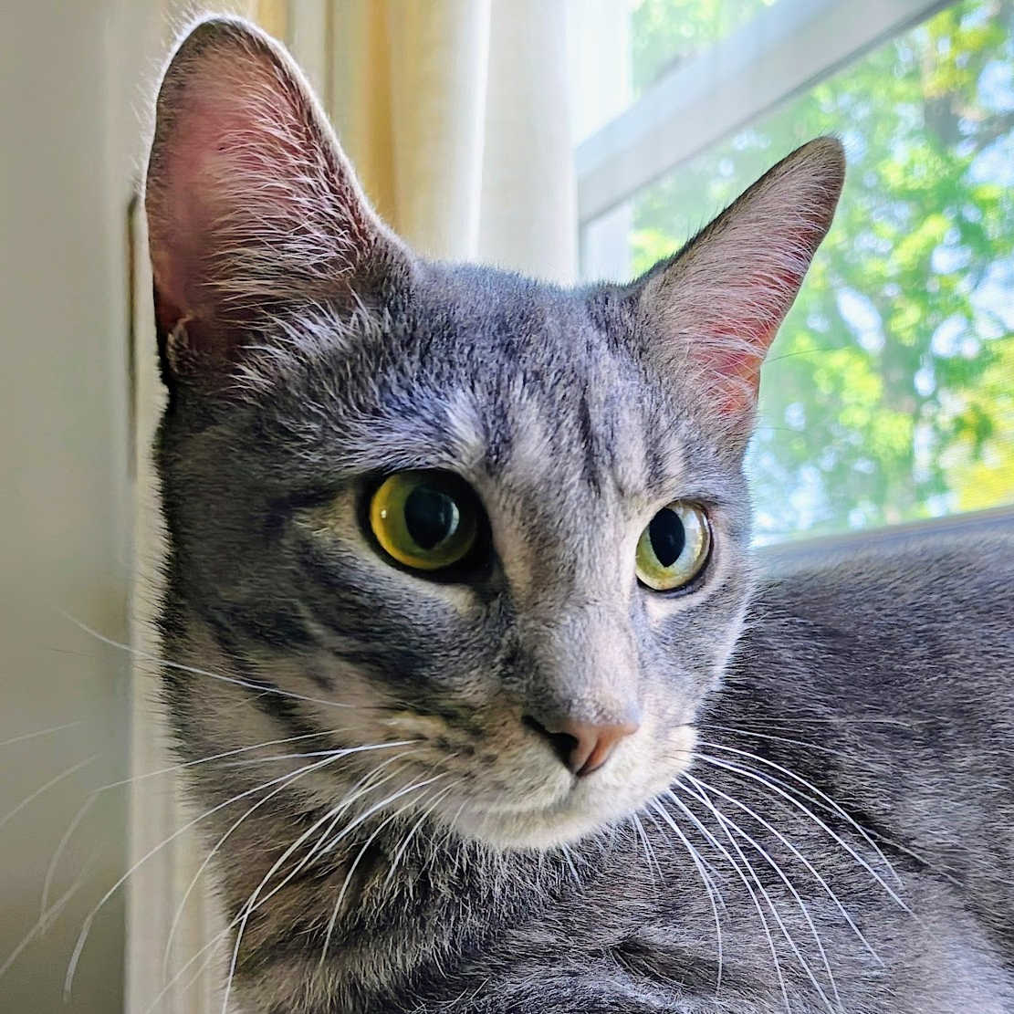 Photo of Gizmo.